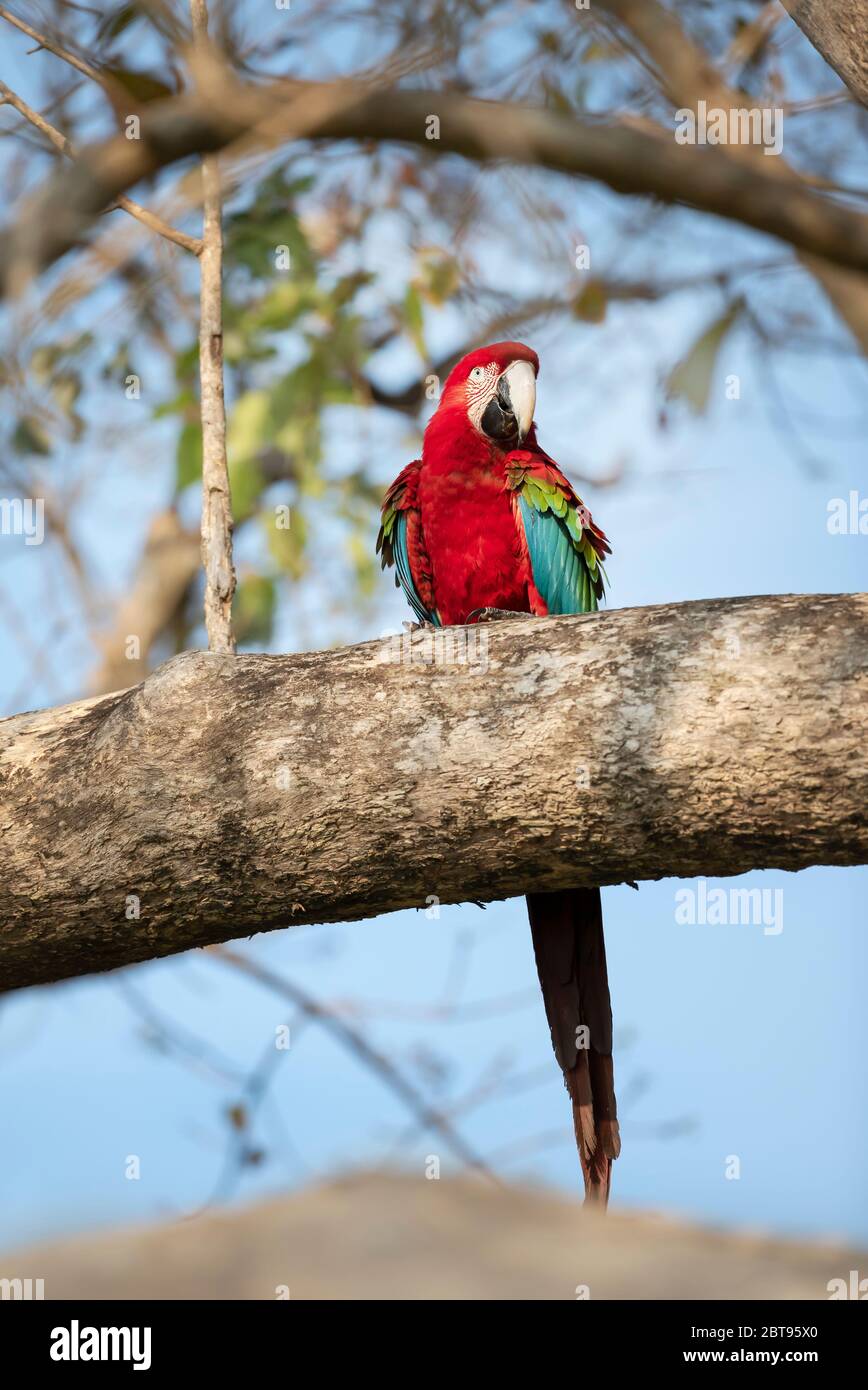 Close up d'une rouge et vert macaw (Ara chloropterus) perché sur un arbre, Sud Pantanal, Brésil. Banque D'Images