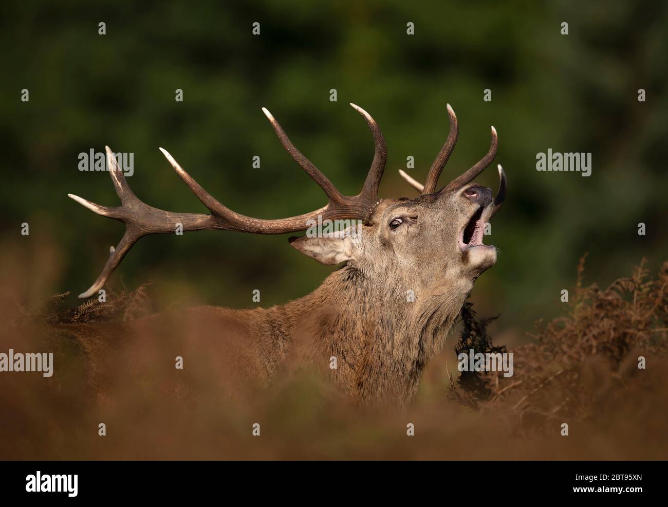 Gros plan d'un homme de cerf rouge qui appelle pendant la saison des rutting à l'automne, au Royaume-Uni. Banque D'Images