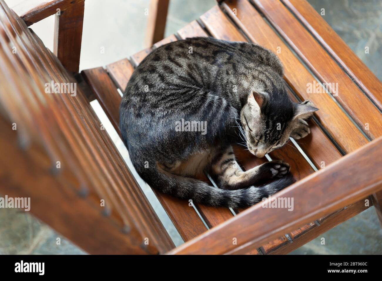 Chat gris dormant sur une chaise en bois, Brésil. Banque D'Images