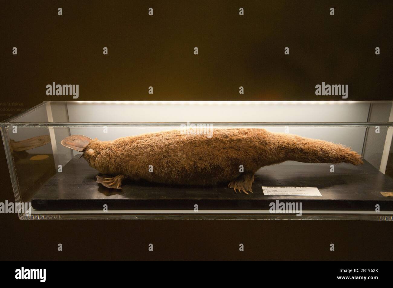 Ornithorynque embaumé (Ornithorhynchus anatinus), Musée slovène d'Histoire naturelle, Ljubljana, Slovénie Banque D'Images