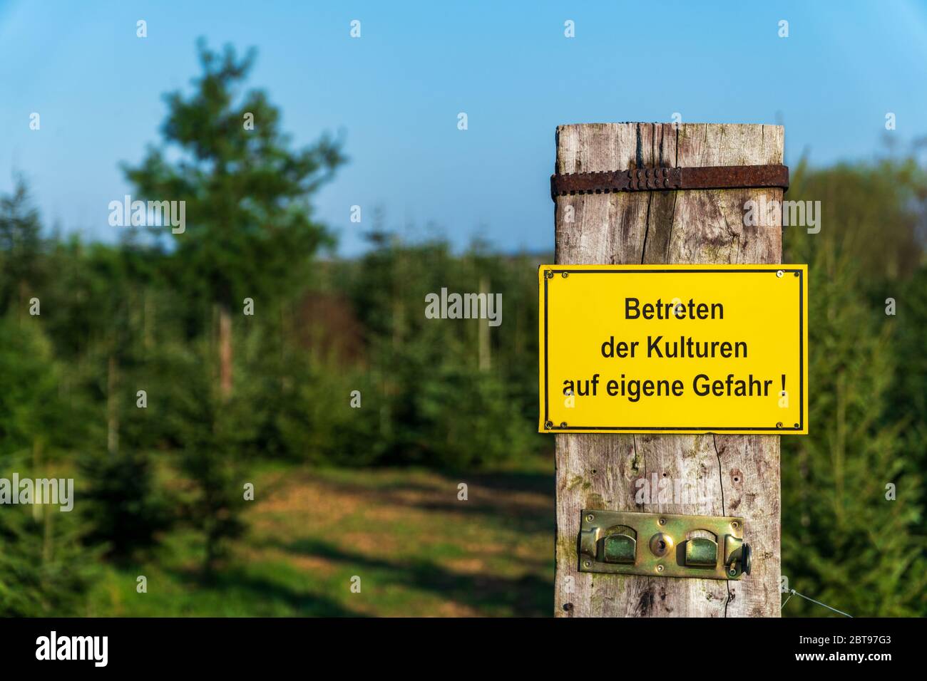 Panneau d'avertissement jaune avec texte allemand « entrer dans les cultures à vos risques » devant les cultures de conifères par un beau temps en Allemagne. Protection des forêts. Banque D'Images