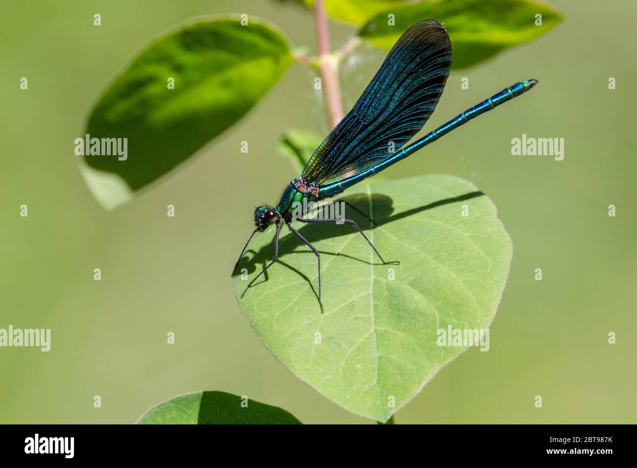 Belle demoiselle (Calopteryx virgo) ailes brun bleuâtre foncé de corps mâle long et mince bleuâtre avec bleu métallique vert brillant grands yeux composés Banque D'Images
