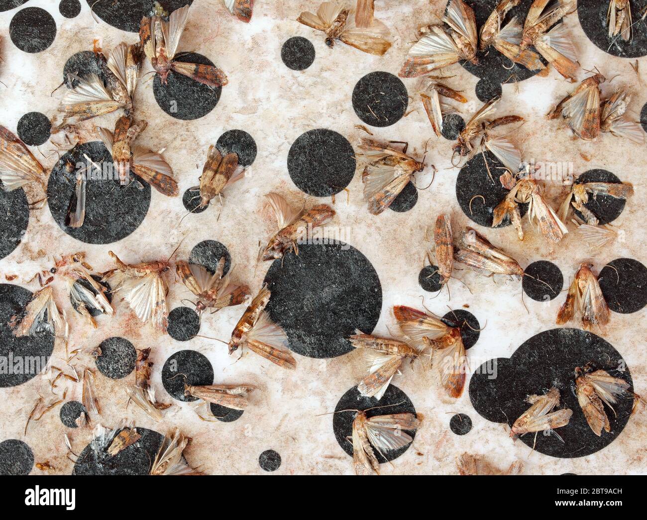 Indianmeal se met sur l'appât de phéromone avec un puissant adhésif pour capturer les insectes Banque D'Images