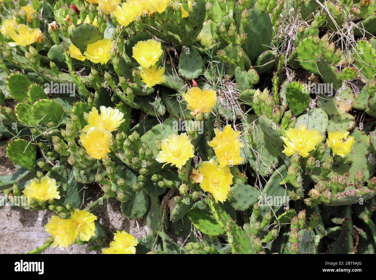 fleurs jaunes de plantes succulentes au printemps Photo Stock - Alamy