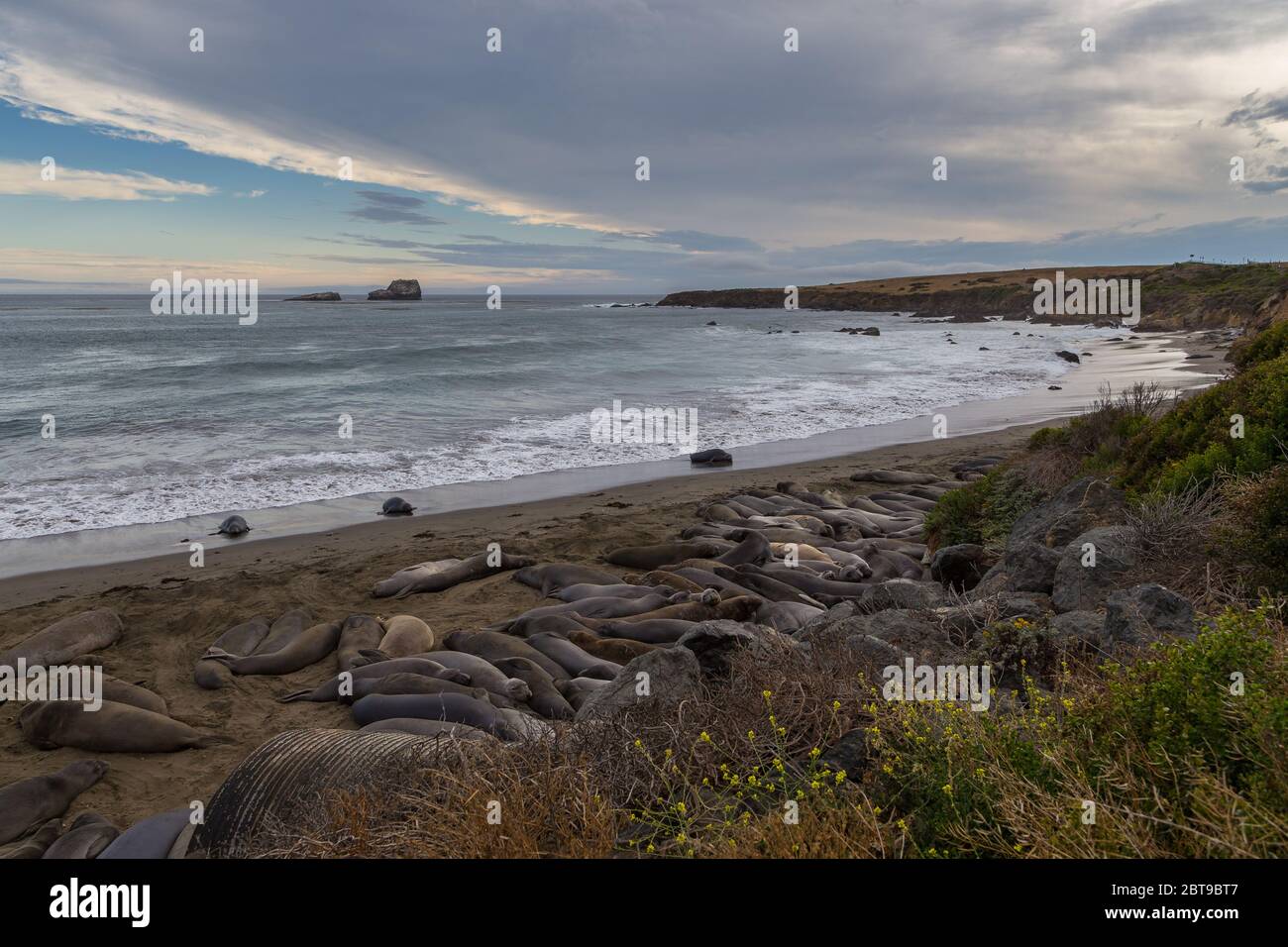 Éléphants de mer, Walruses se trouvant sur la plage, chemin côtier de Californie. Océan Pacifique. Banque D'Images