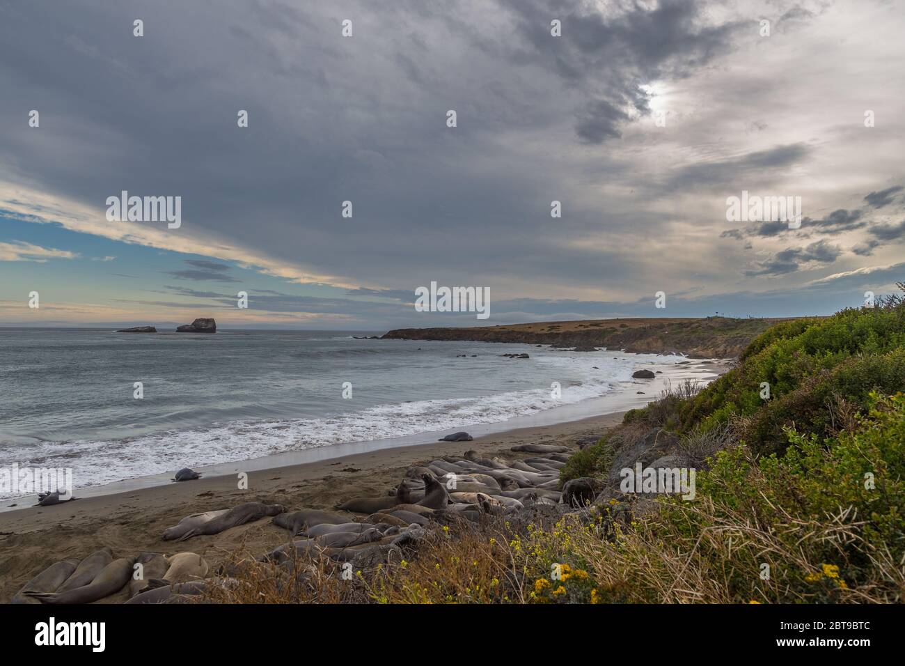 Éléphants de mer, Walruses se trouvant sur la plage, chemin côtier de Californie. Océan Pacifique. Banque D'Images