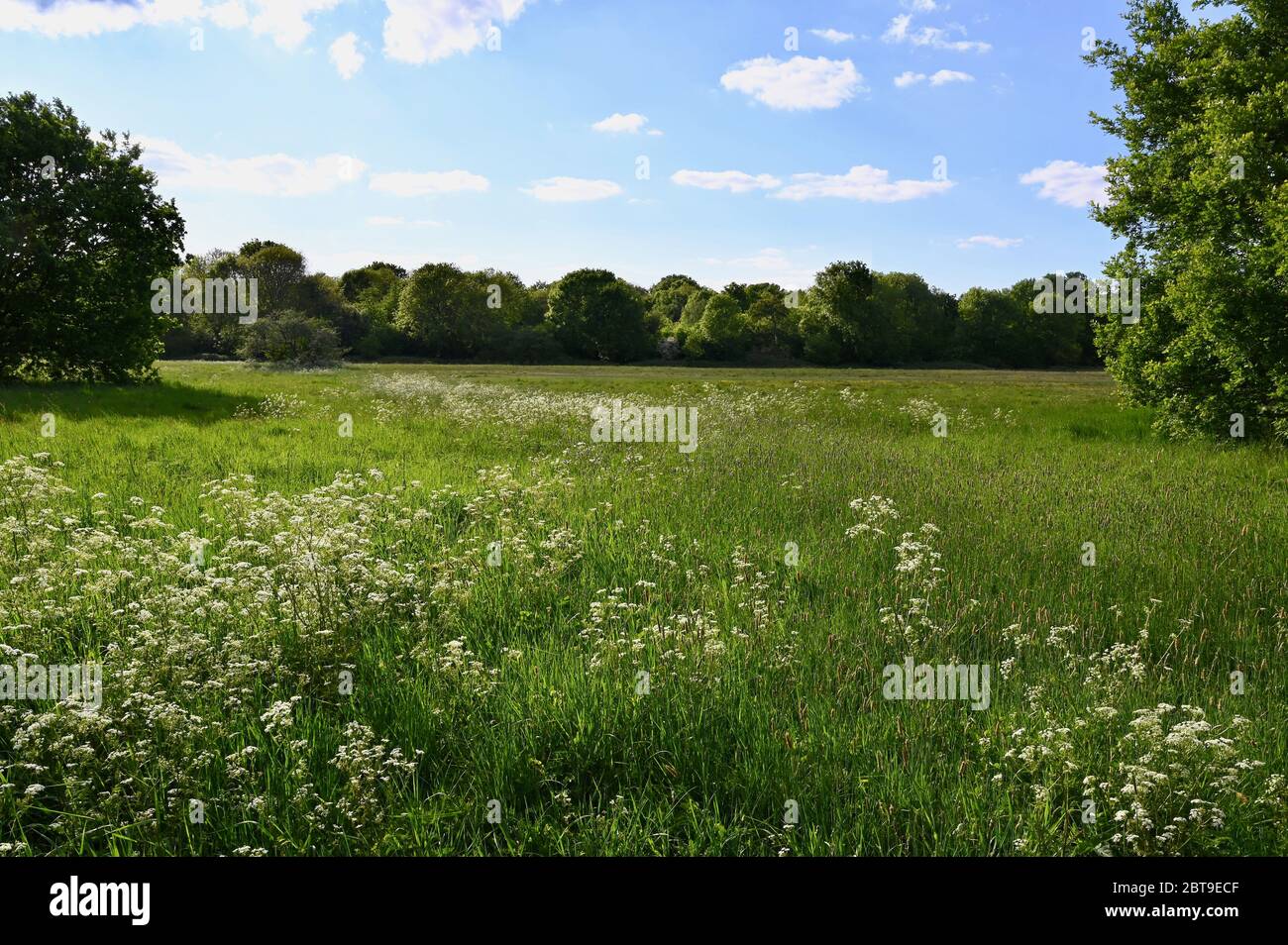 Persil de vache. Foots Cray Meadows, Sidcup, Kent. ROYAUME-UNI Banque D'Images