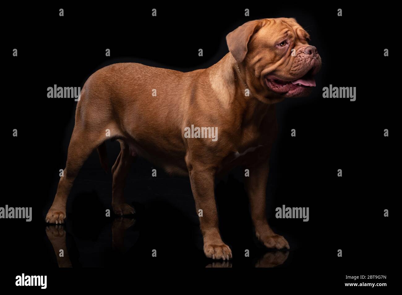 Le souverain français est également connu sous le nom de Bordeauxdog Banque D'Images