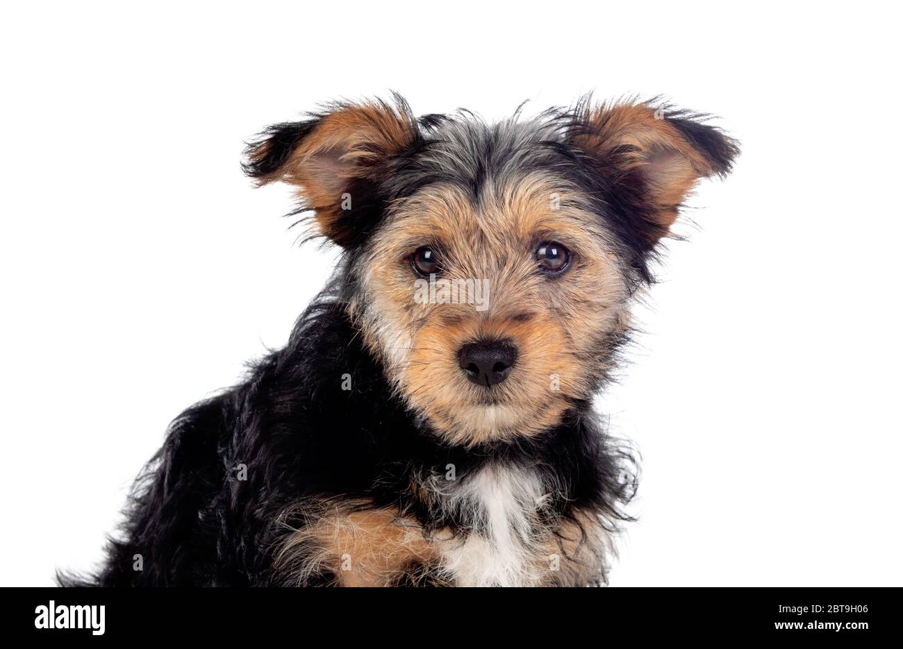 Petit chien du yorkshire drôle isolé sur fond blanc Banque D'Images
