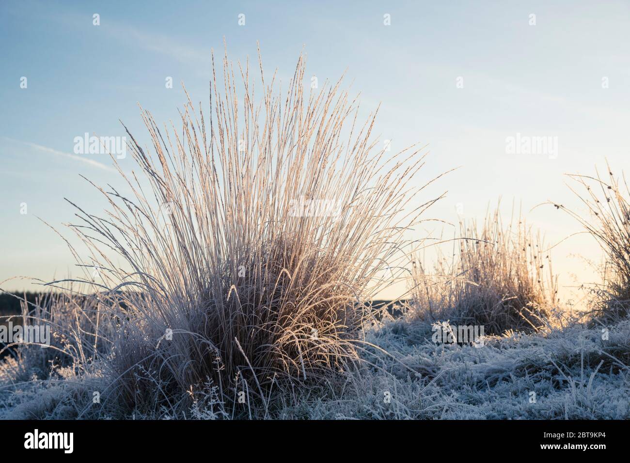 Herbes recouvertes de gel en hiver, Dumfries & Galloway, Écosse Banque D'Images