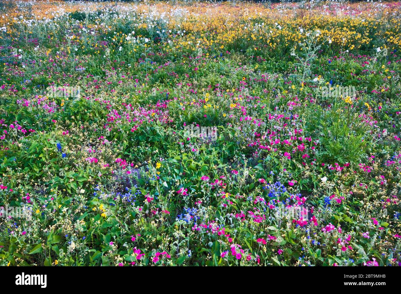 Fleurs sauvages au bord de la route au printemps, parc national Goliad, près de Goliad, Texas, États-Unis Banque D'Images