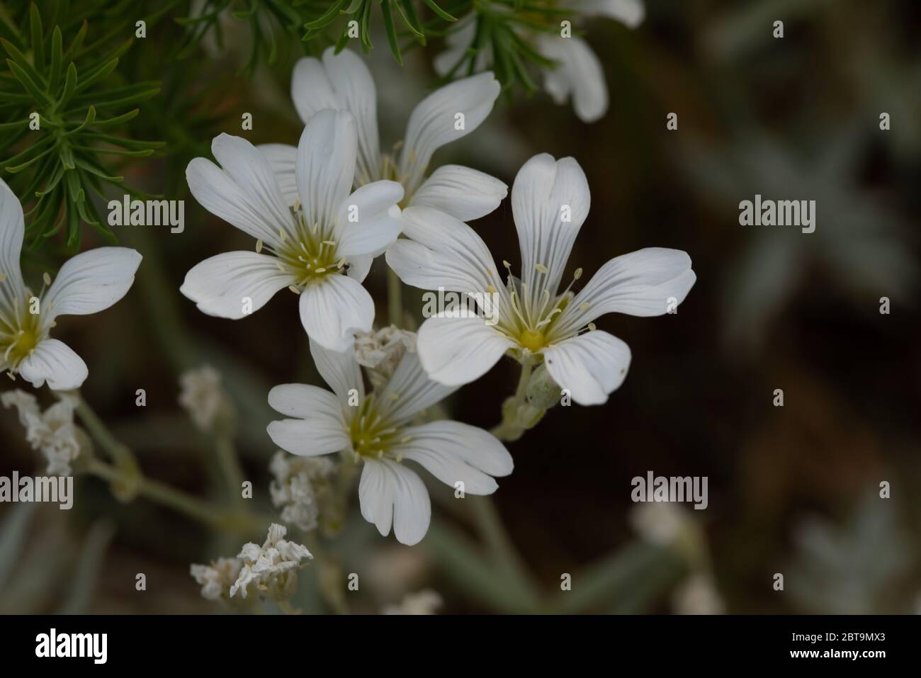 Gros plan fleur Banque D'Images