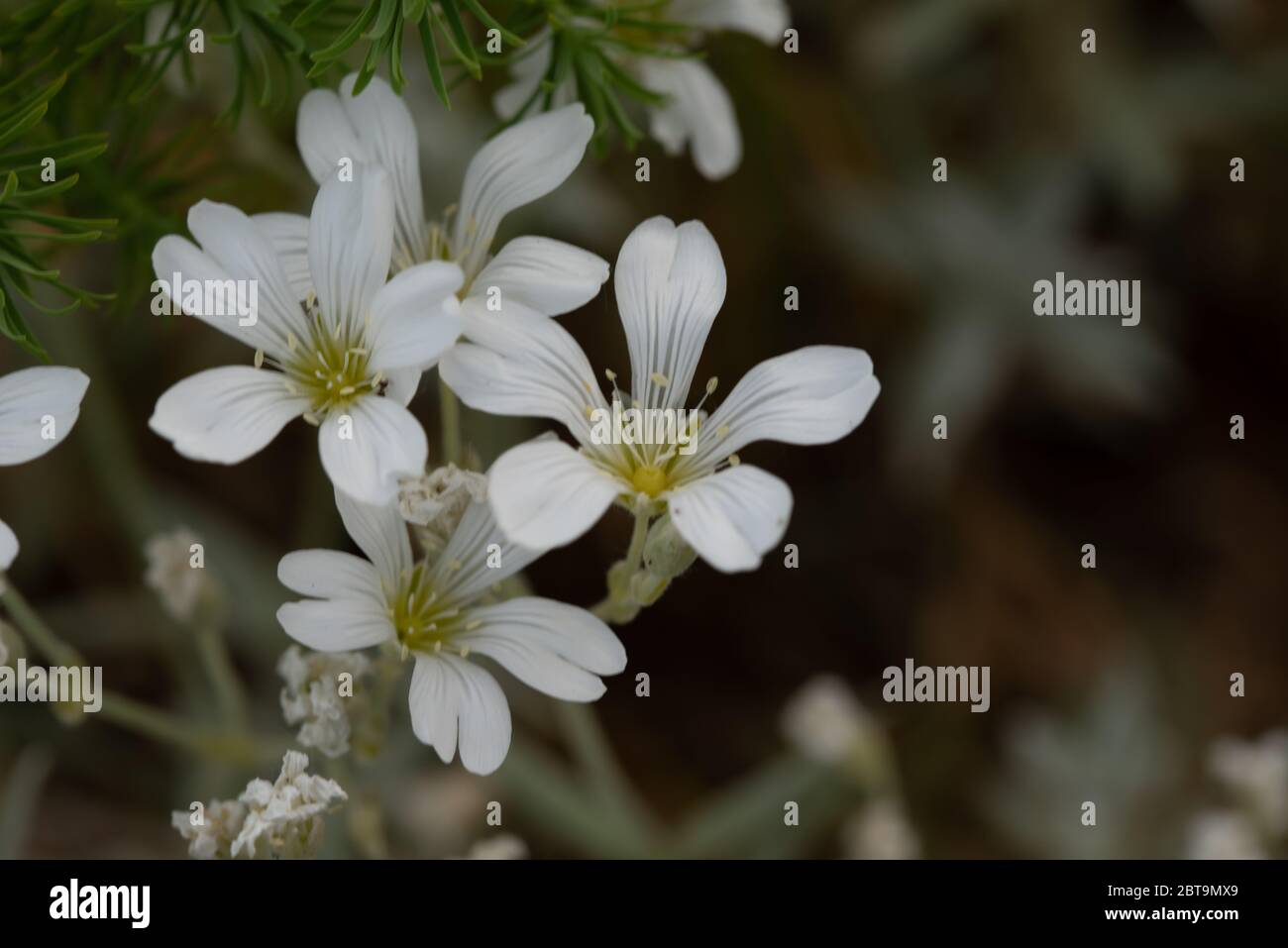 Gros plan fleur Banque D'Images