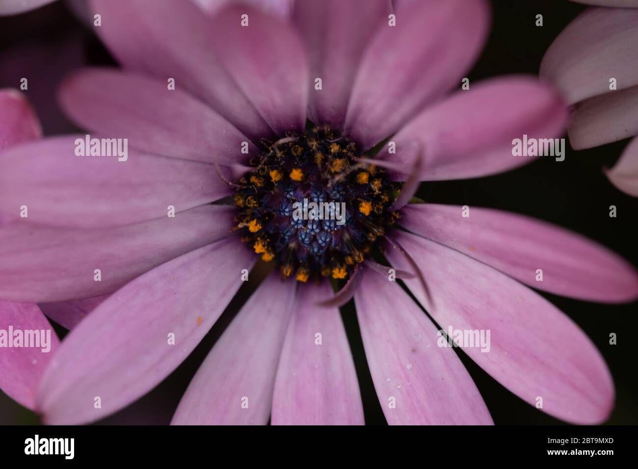 Gros plan fleur Banque D'Images