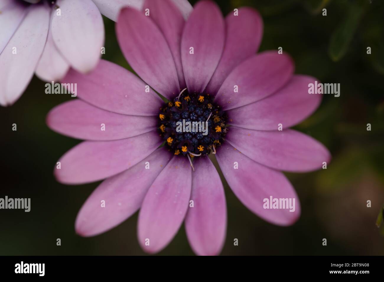 Gros plan fleur Banque D'Images