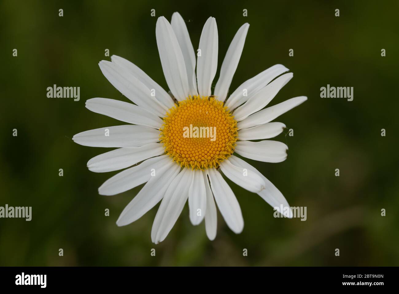 Gros plan fleur Banque D'Images