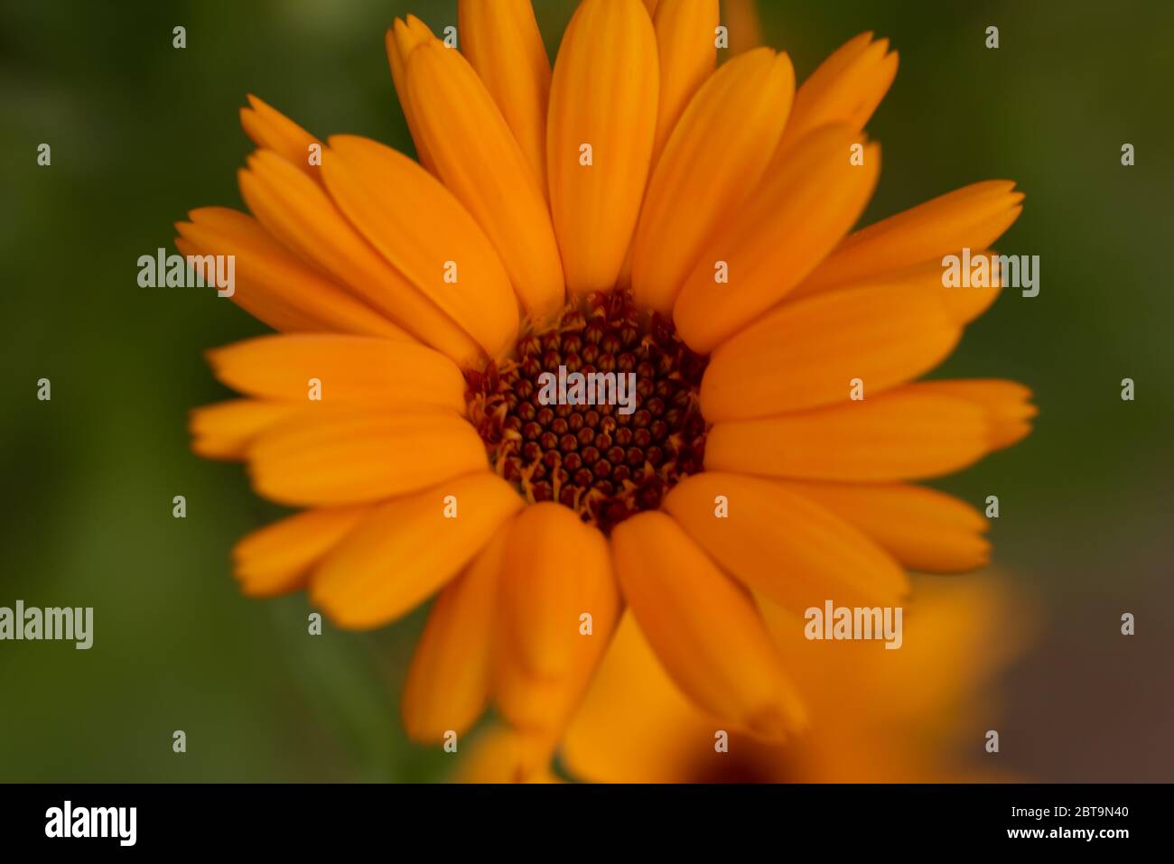 Gros plan fleur Banque D'Images