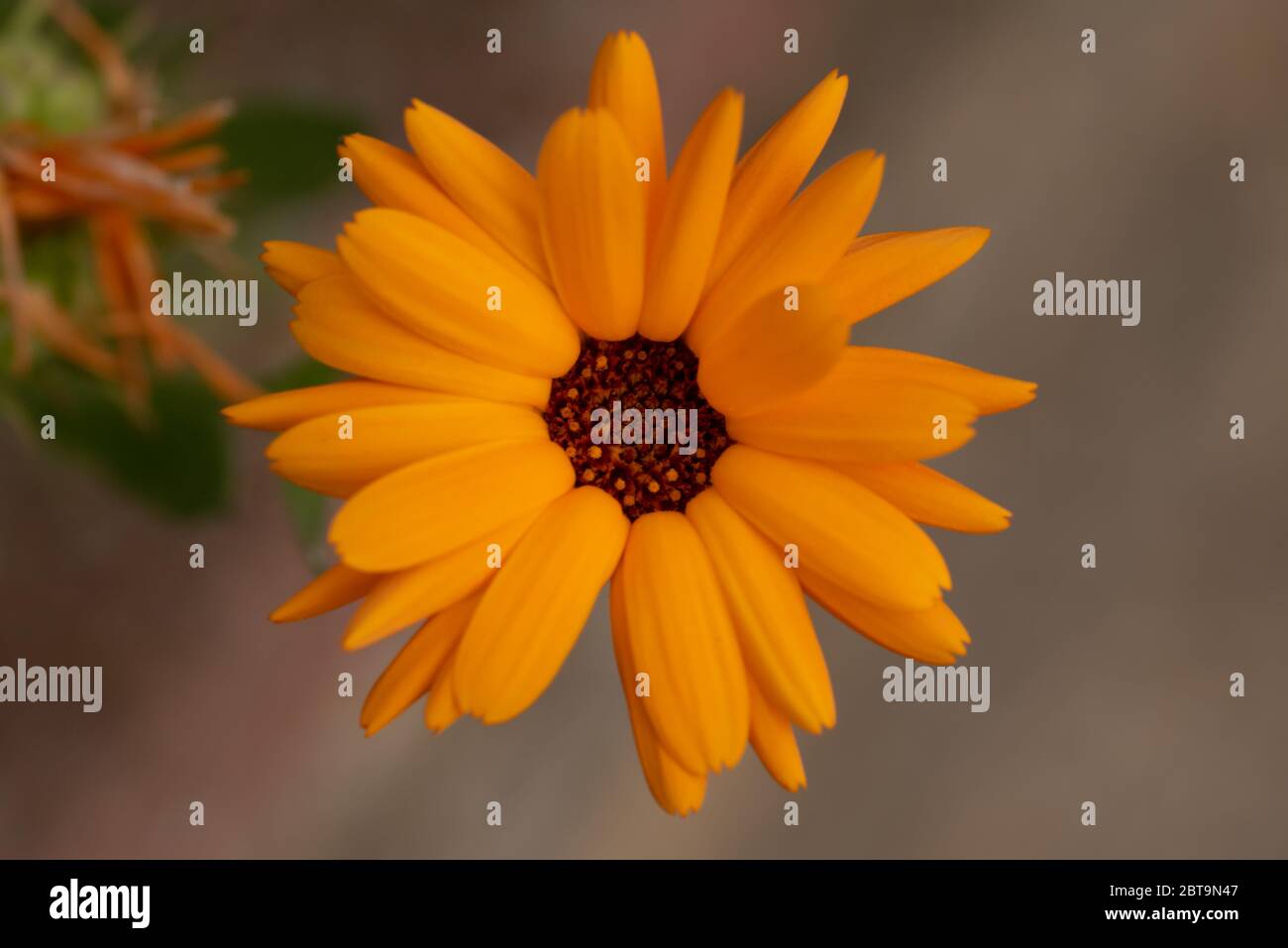 Gros plan fleur Banque D'Images