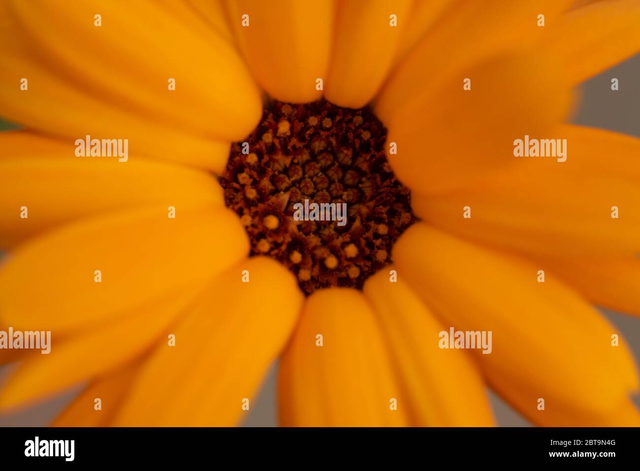 Gros plan fleur Banque D'Images