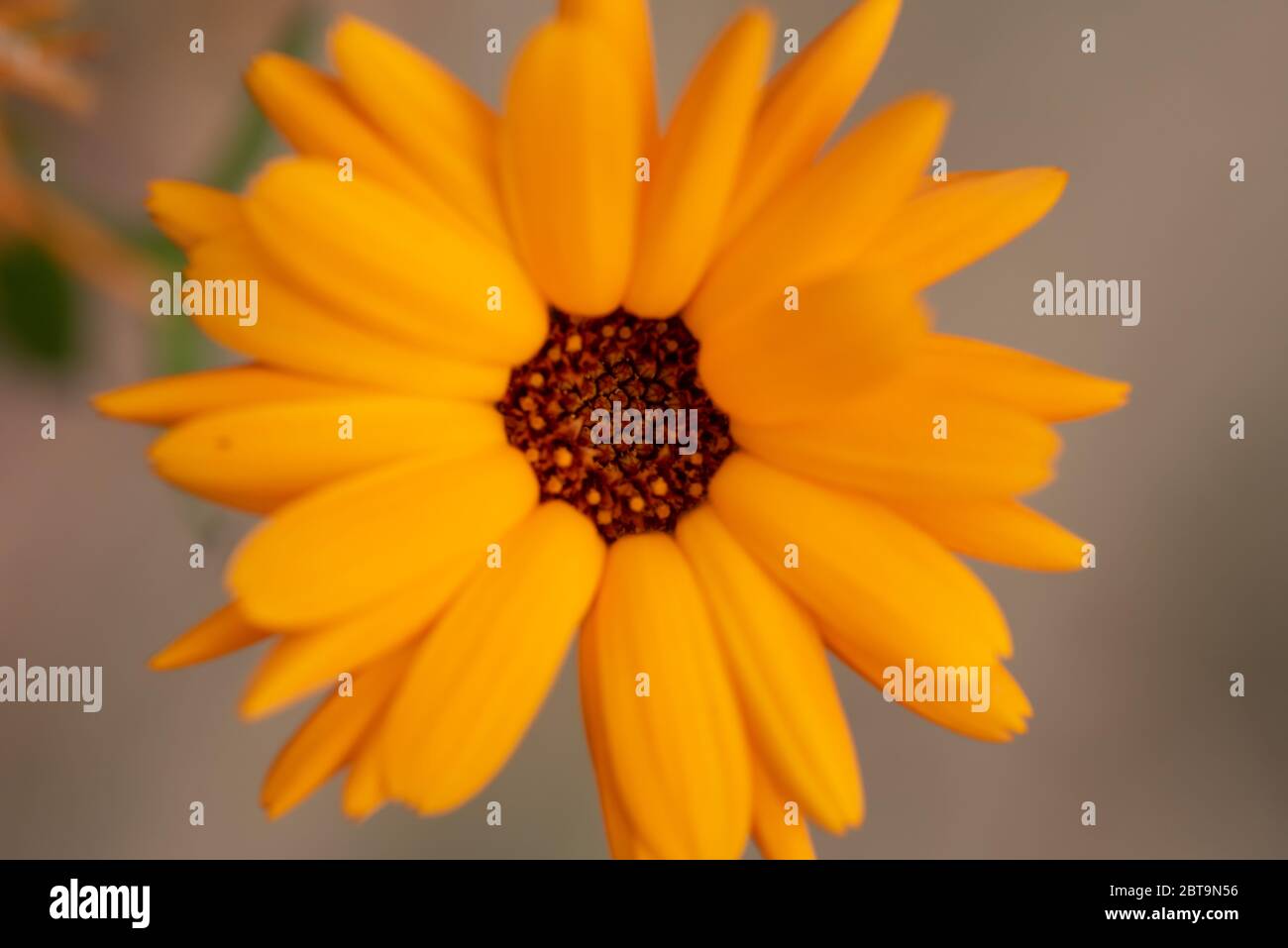 Gros plan fleur Banque D'Images