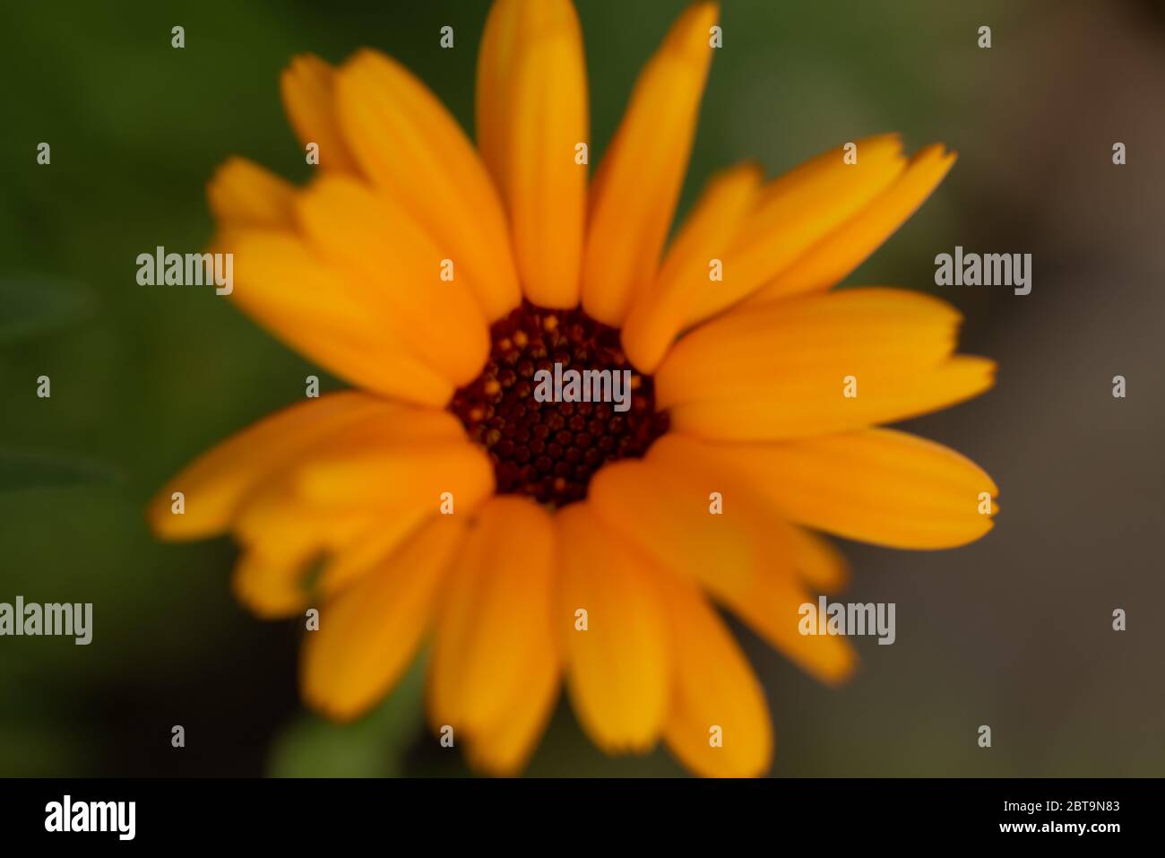 Gros plan fleur Banque D'Images