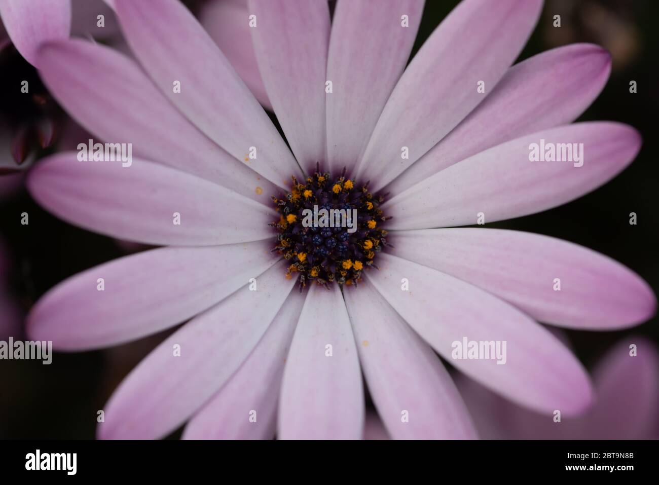 Gros plan fleur Banque D'Images