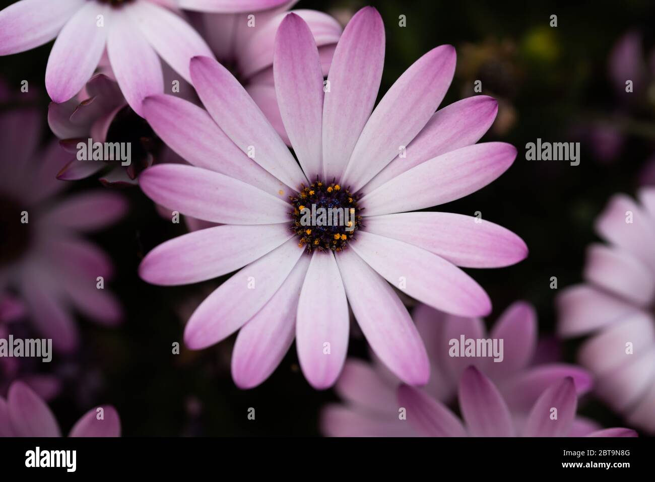 Gros plan fleur Banque D'Images