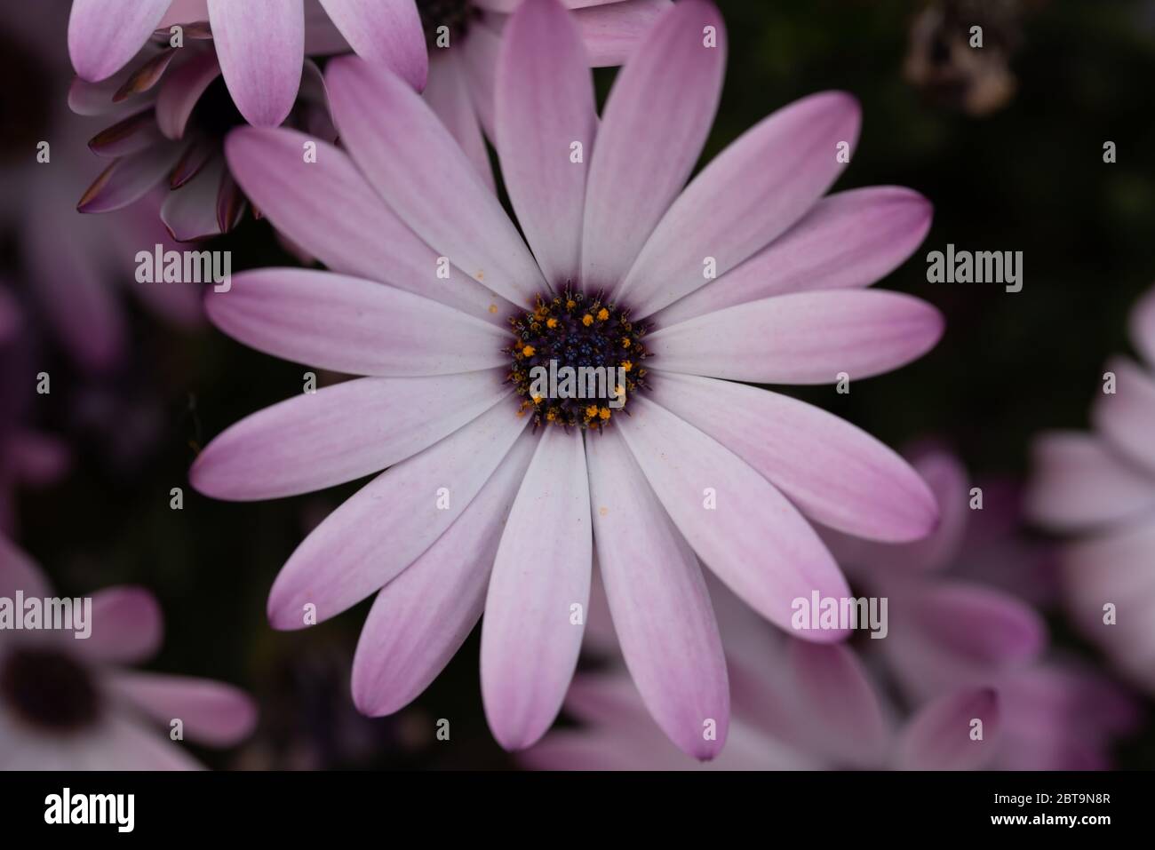 Gros plan fleur Banque D'Images