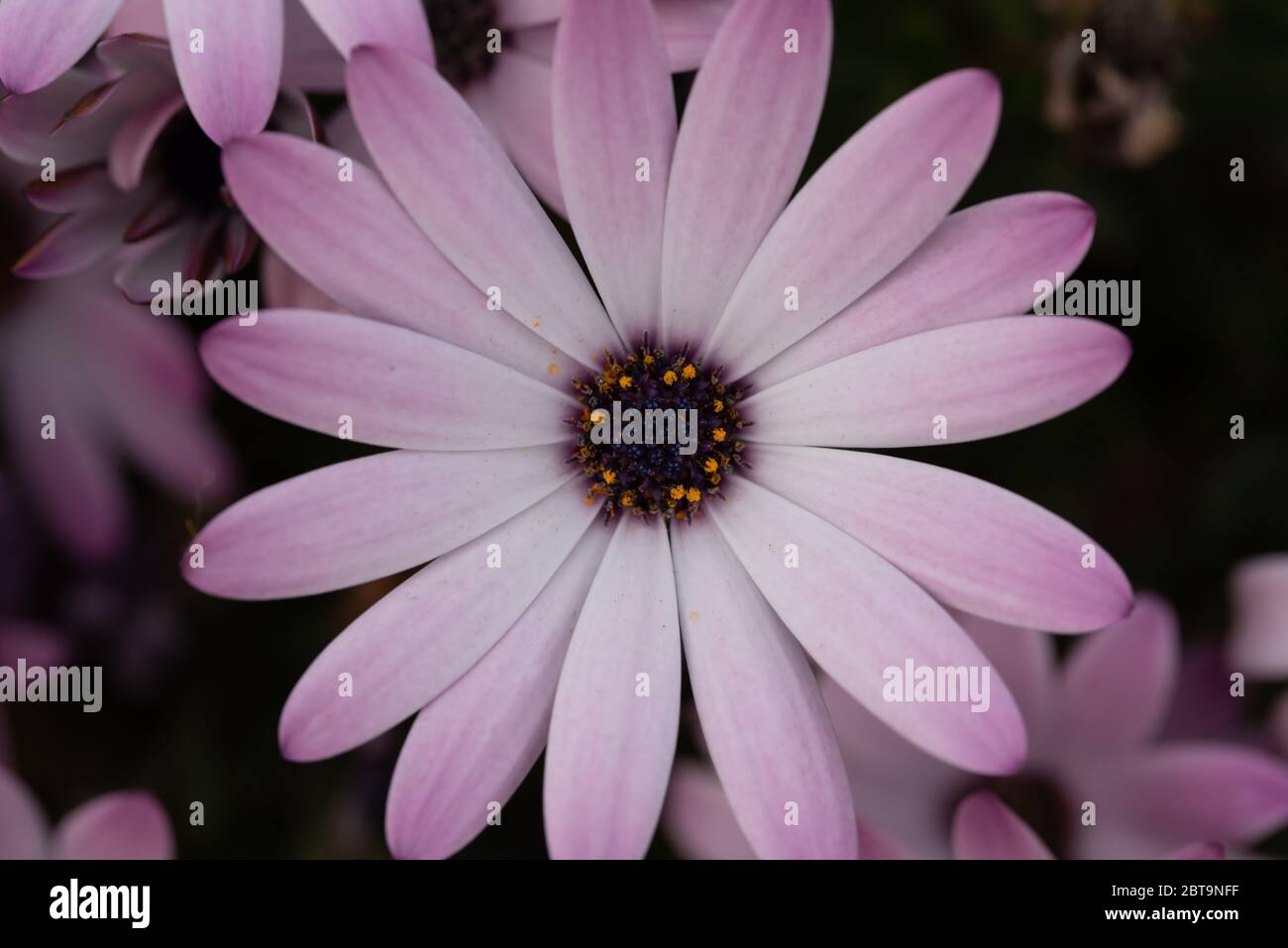 Gros plan fleur Banque D'Images