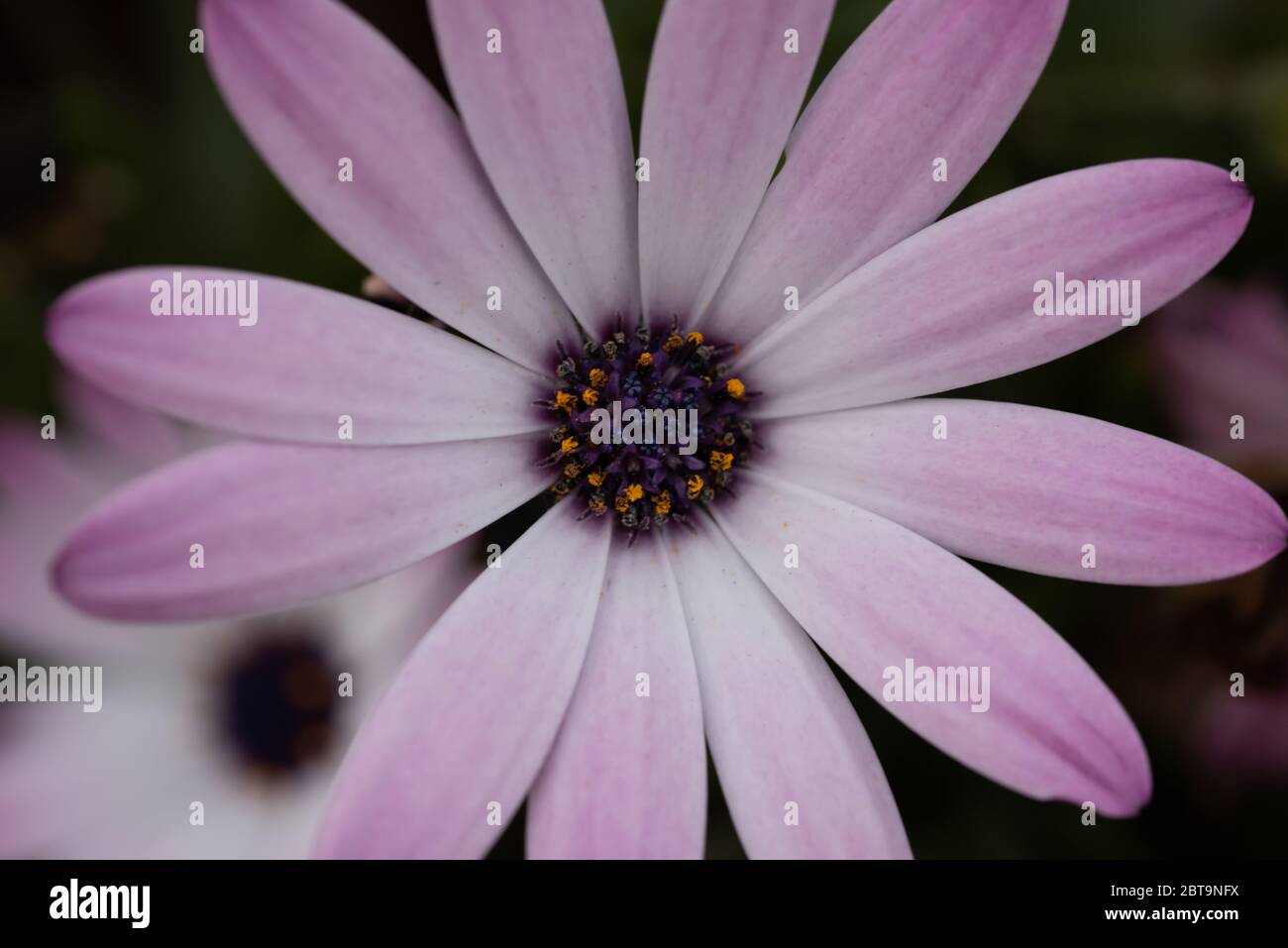 Gros plan fleur Banque D'Images