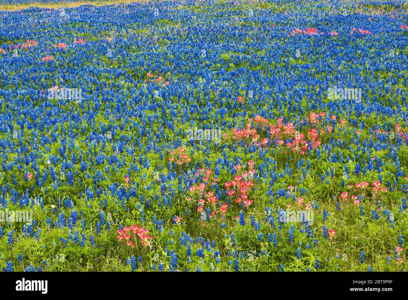Champ de bluebonnets et fleurs sauvages de pinceaux indiens au bord de la route au printemps, près de Helena, Texas, États-Unis Banque D'Images