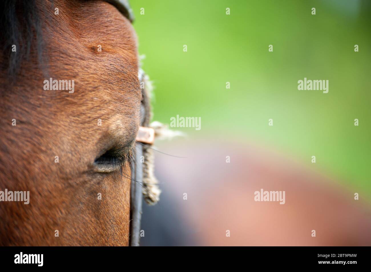 Gros plan d'un œil de cheval avec un arrière-plan flou Banque D'Images