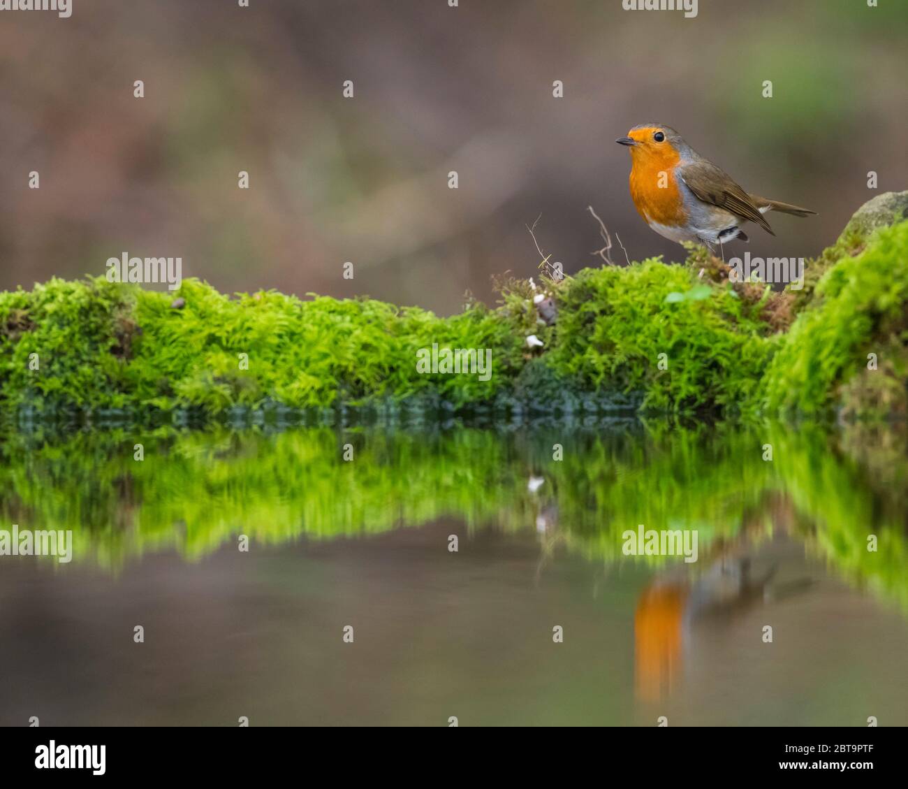 Robin, ou Robin européen, erithacus rubecula, Dumfries & Galloway, Écosse Banque D'Images