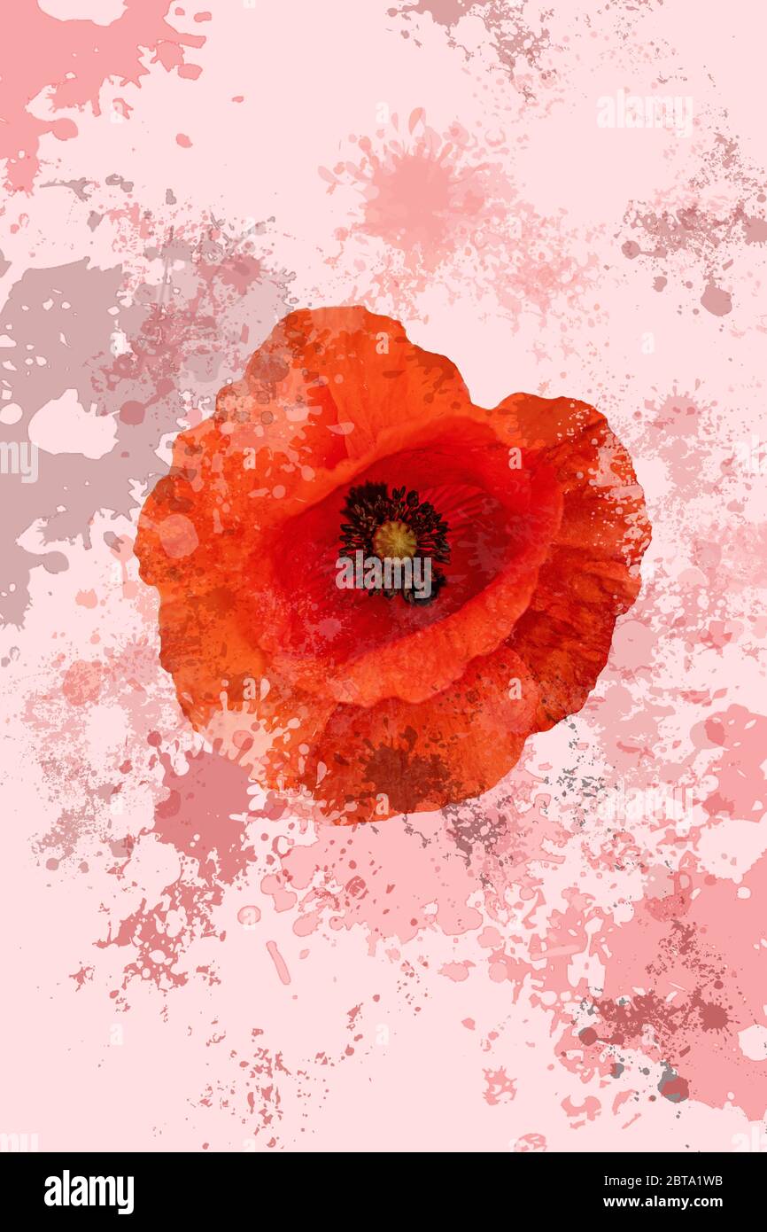 fleur de pavot rouge et taches sur fond rose Banque D'Images