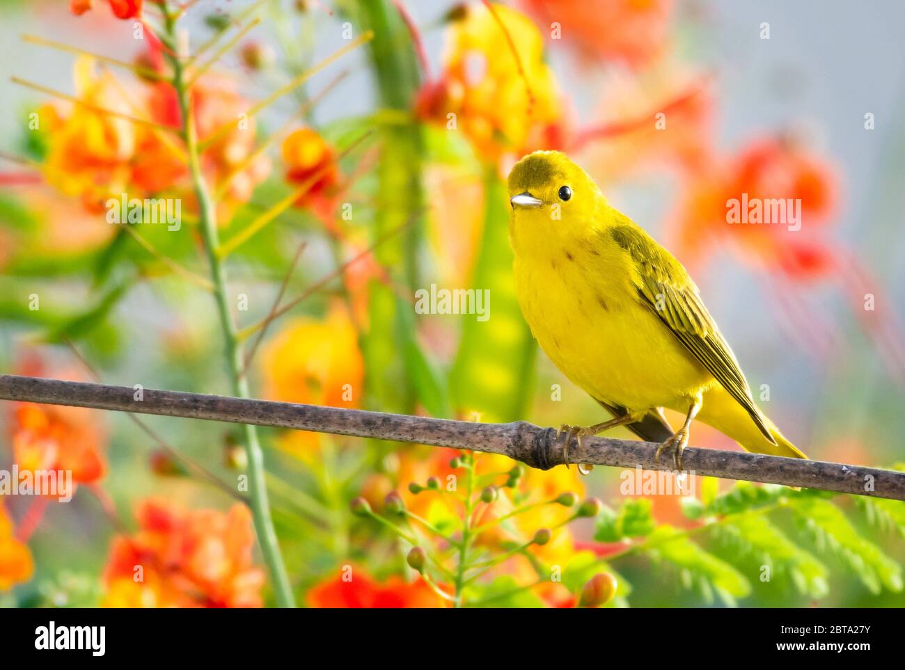 Une Paruline jaune perching dans un jardin avec un arbre de la fierté de la Barbade flou en arrière-plan. Banque D'Images