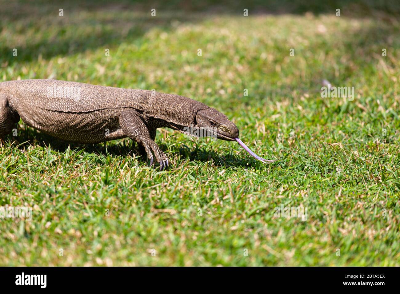 Le lézard de surveillance est semi-aquatique et pousse généralement jusqu'à environ 2 m de long. Un carnivore extrême le lézard mangera n'importe quoi plus petit que lui-même Banque D'Images
