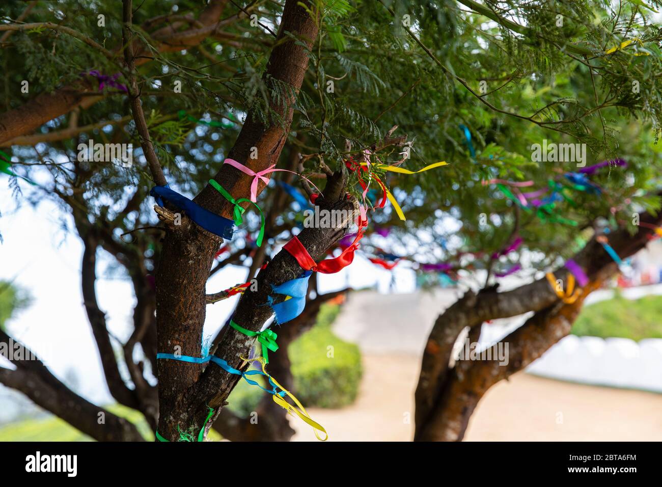 Rubans attachés aux branches d'un arbre, signifiant les souhaits et les prières des gens. Banque D'Images