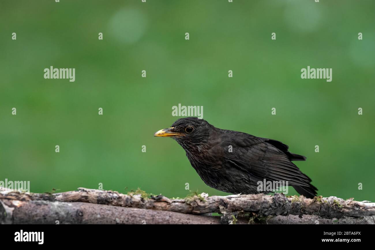 Blackbird, Turdus merula, se nourrissant de vers de viande Banque D'Images