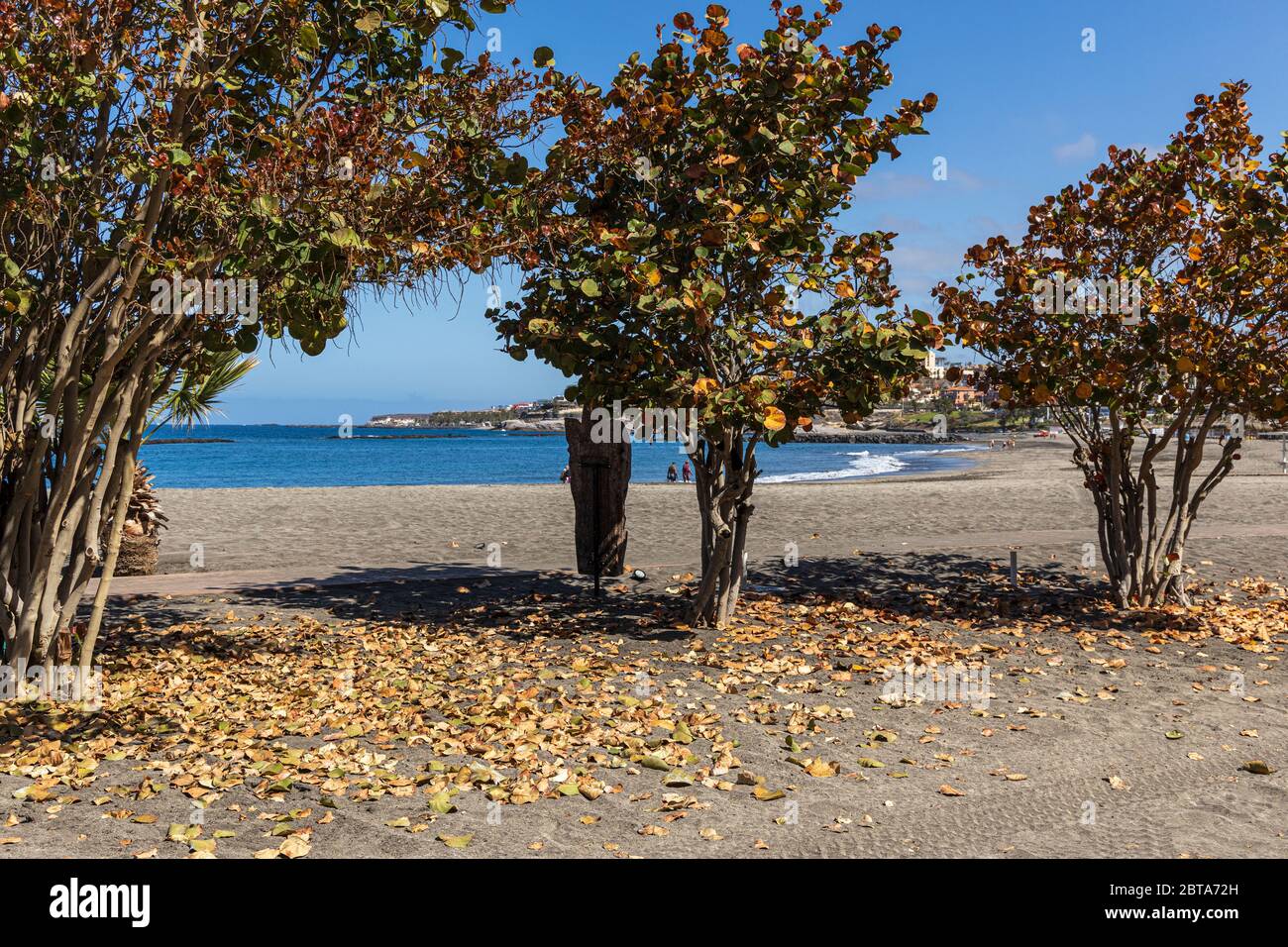 Feuilles non balayées sur le sable à la plage de playa Torviscas pendant la phase un de la désescalade du Covid 19, coronavirus, état d'urgence, Costa Adeje, T Banque D'Images