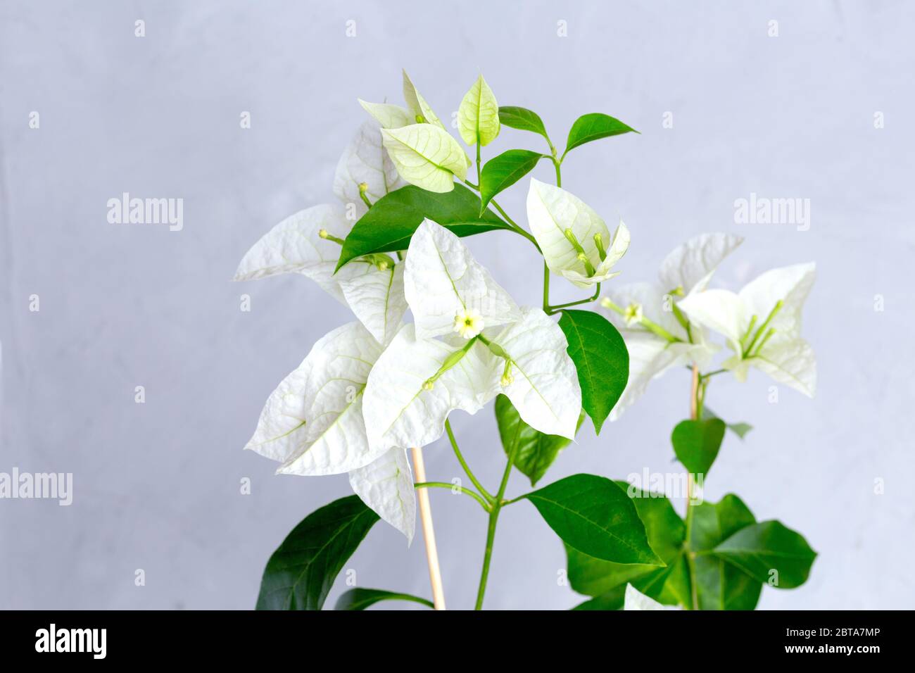 Bougainvilliers blancs fleurs en pot de fleurs blanches. Gris sur fond. Banque D'Images