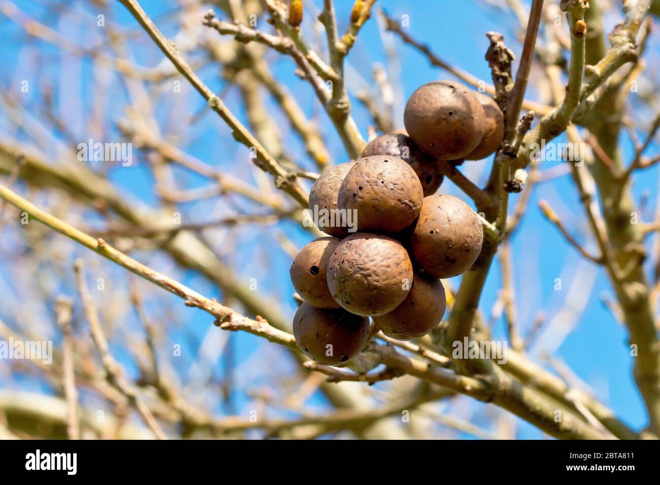 Gros plan d'un groupe de vieux chênes pommes ou de galettes attachées aux branches d'un chêne, fait par Gall Wasps (biorhiza pallida ou andricus kollari). Banque D'Images