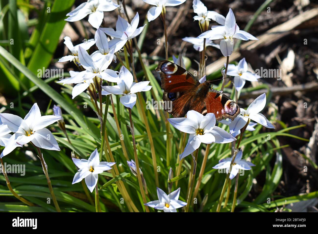 Papillon de paon sur fleur de printemps blanche Banque D'Images