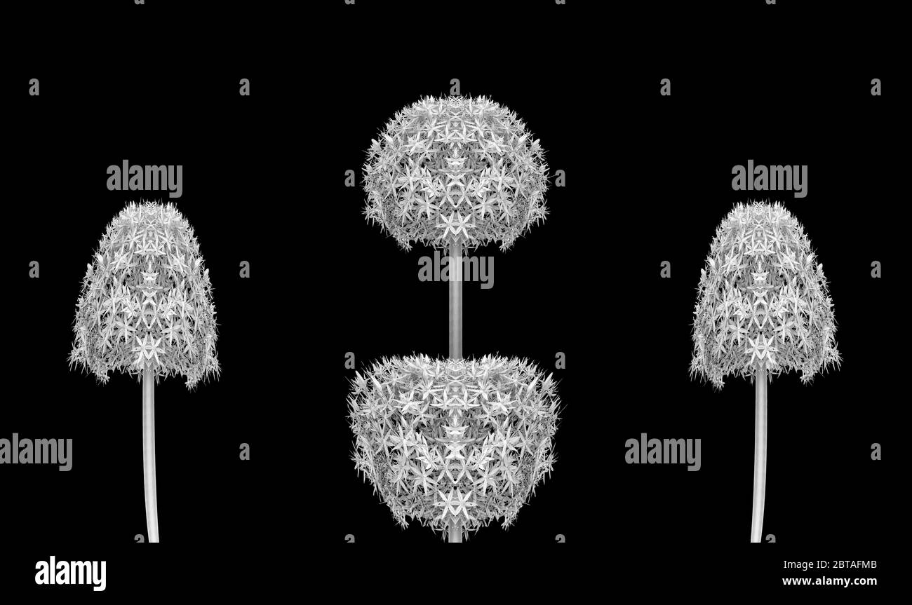 Macro-collage symétrique monochrome surréaliste de quatre fleurs d'oignon géantes, fond noir, beaux-arts encore la vie Banque D'Images