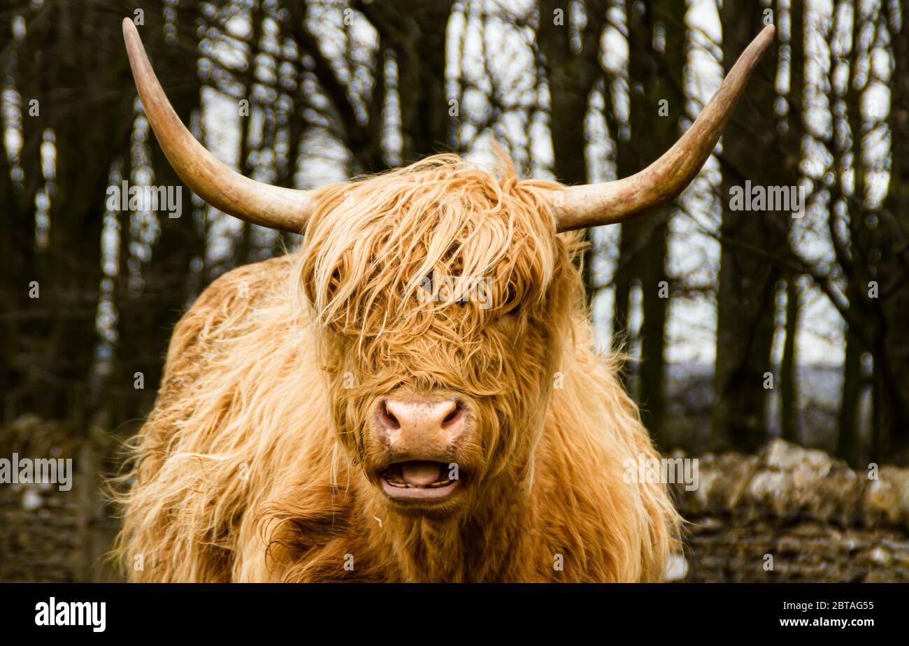 La vache des Highlands dans un champ par une journée d'hiver Banque D'Images