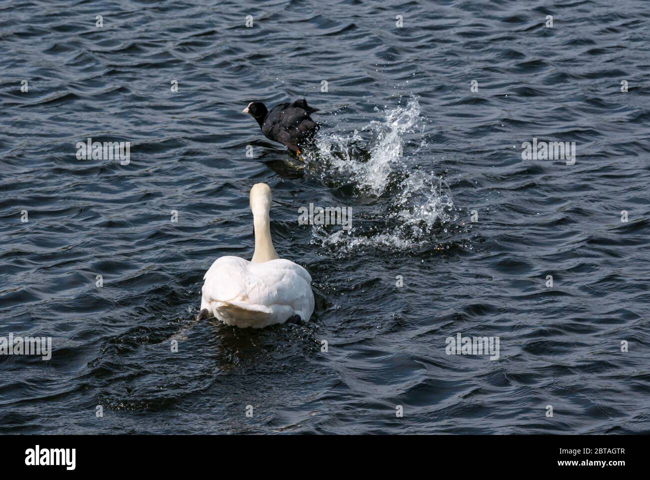 East Lothian, Écosse, Royaume-Uni, 24 mai 2020. Météo au Royaume-Uni : une femme cygne frayait un coot pour protéger ses cygnets Banque D'Images