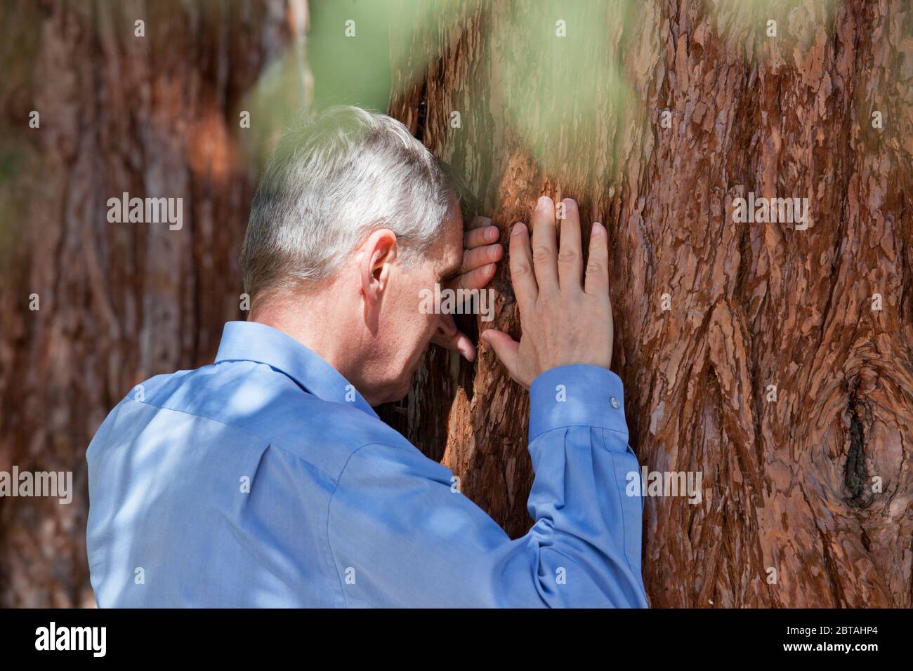Homme d'affaires senior s'appuyant sur un tronc d'arbre d'une suite - attention sélective à la tête Banque D'Images