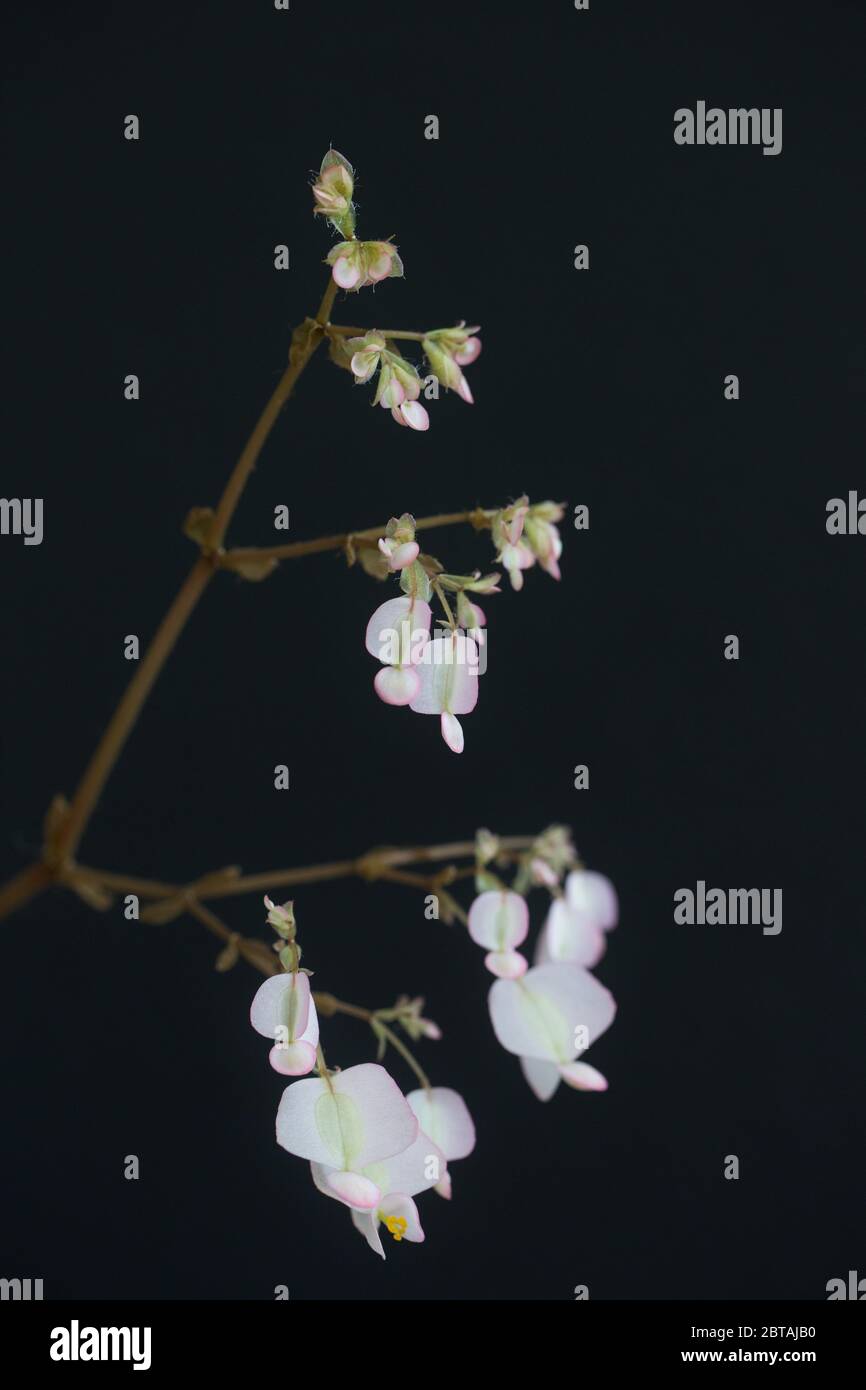 Fleurs d'une plante begonia erythrophylla. Banque D'Images