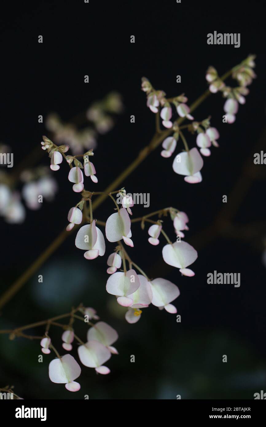 Fleurs d'une plante begonia erythrophylla. Banque D'Images