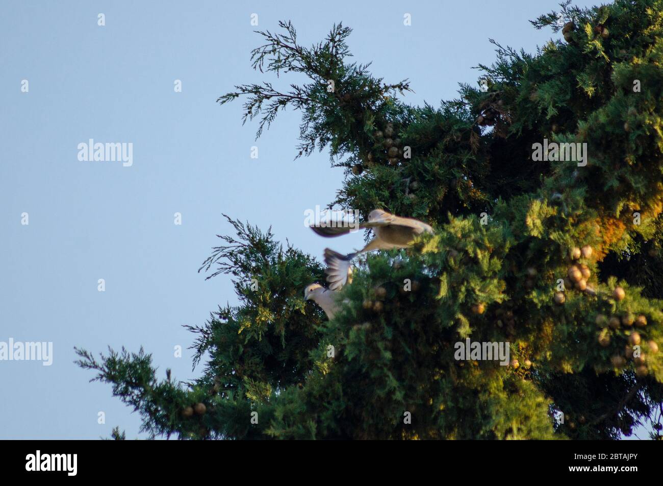 Une paire de colombes de Collared ( Streptopelia decaocto ) qui combattent en plein air à Evros en Grèce Banque D'Images