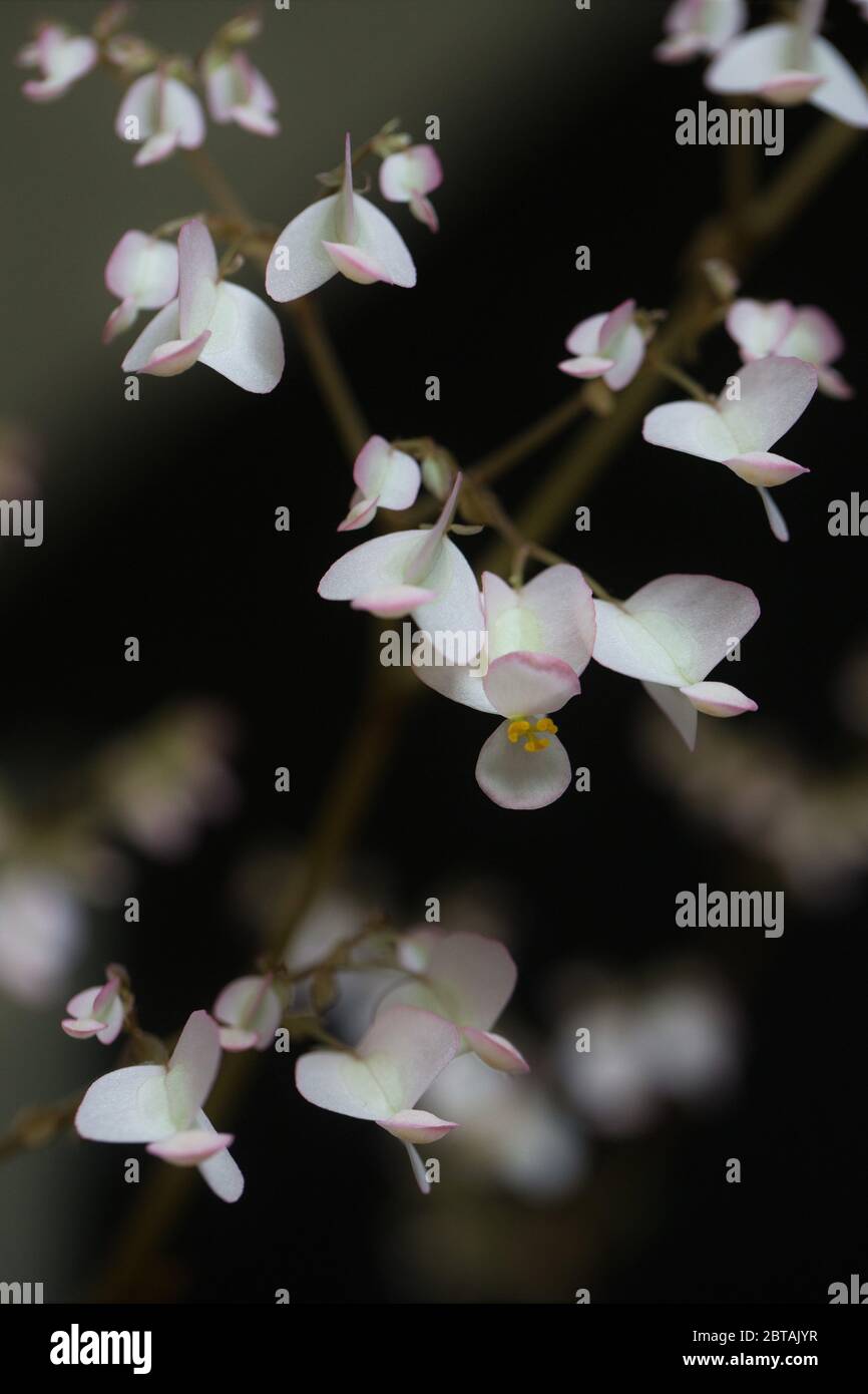 Fleurs d'une plante begonia erythrophylla. Banque D'Images